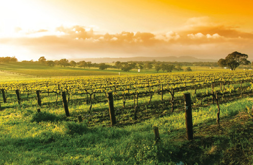 SimonDelivers Print Ad Vineyard